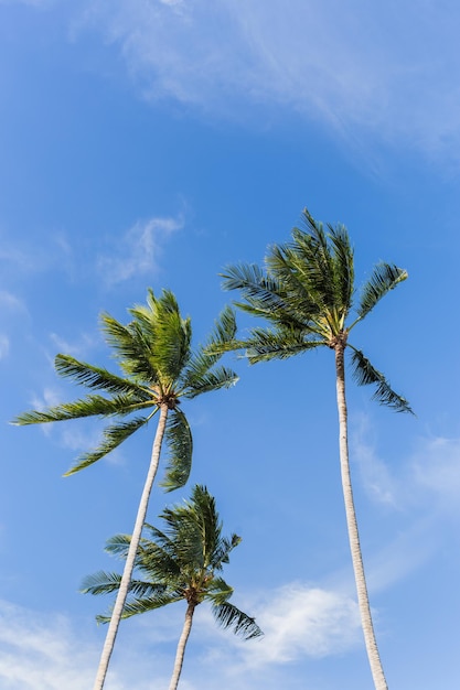 Vertical de tres palmeras de coco contra un cielo azul con nubes blancas