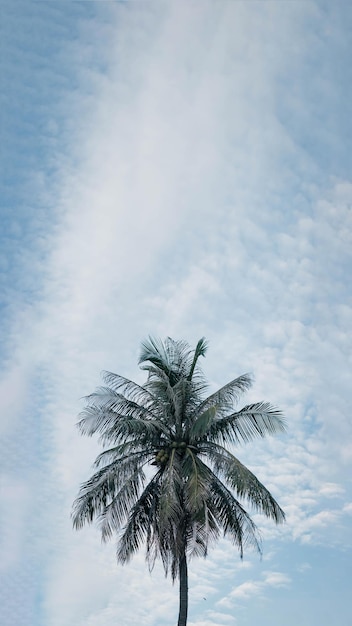VERTICAL tropical coco verde palmeira céu nuvens brancas fundo dia de verão ar Spindrift cloud
