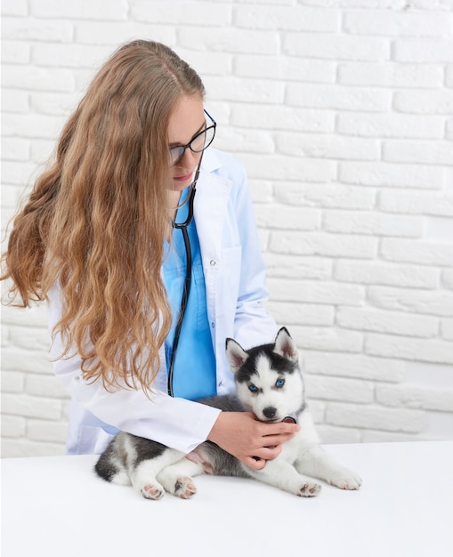 Vertical de una veterinaria examinando un pequeño cachorro husky con estetoscopio.