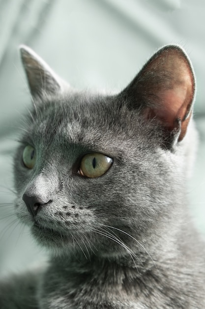 Vertikal Die graue Katze mit gelben Augen liegt Konzept Tierklinik oder Tierfutter Katzenblog