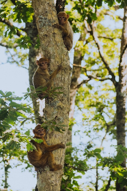 Vertikal Nahaufnahme von drei jungen Berberaffen Macaca sylvanus