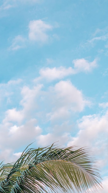 VERTIKAL tropische Kokosnuss grüne Palme Himmel weiße Wolken Hintergrund Sommertag Luft Spindrift-Wolke