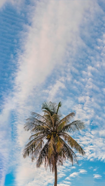 VERTIKAL tropische Kokosnuss grüne Palme Himmel weiße Wolken Hintergrund Sommertag Luft Spindrift-Wolke