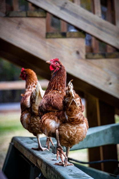 Vertikale Aufnahme der Hühner auf dem Bauernhof