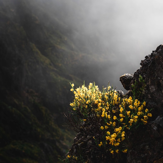 Vertikale Aufnahme einer gelb blühenden Pflanze gegen den Berg