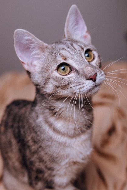 Vertikale Aufnahme einer grauen Katze, die etwas vor einem verschwommenen Hintergrund betrachtet