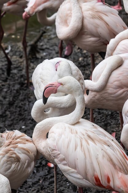 Vertikale Aufnahme einer Gruppe von Flamingos in einem Park