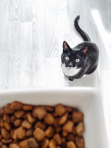 Vertikale Aufnahme einer hungrigen Katze, die zum Essen aufschaut