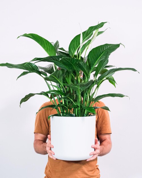 Foto vertikale aufnahme einer person, die einen topf mit spathiphyllum wallisii vor weißem hintergrund hält