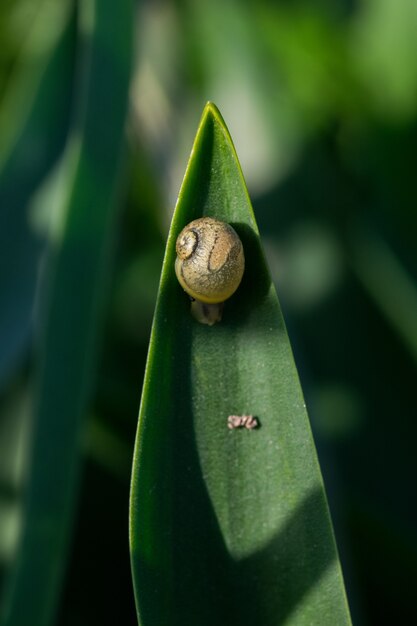 Vertikale Aufnahme einer runden Landschnecke auf der Spitze eines großen Blattes