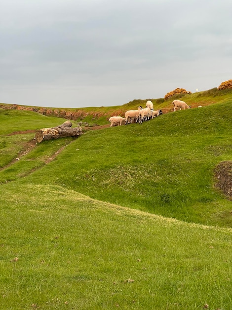 Vertikale Aufnahme einer Schafherde, die Gras auf dem Hügel frisst