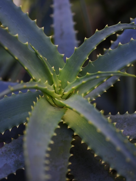 Vertikale Aufnahme einer schönen Agave, die im Garten blüht