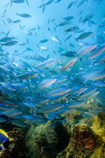 Vertikale Aufnahme einer Schule gestreifter Füsilierfische im Meer