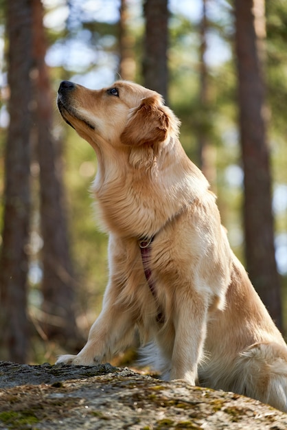 Vertikale Aufnahme eines 11 Monate alten weiblichen Golden Retriever