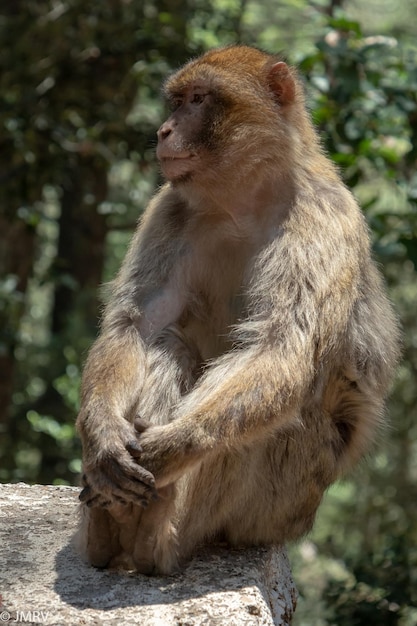 Vertikale Aufnahme eines Arunachal-Makaken in der Natur