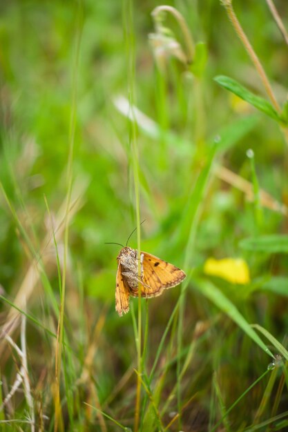 Vertikale Aufnahme eines Burnet-Begleiters, der auf dem Gras in einem Feld unter Sonnenlicht steht