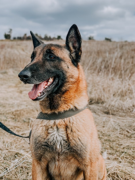 Vertikale Aufnahme eines Deutschen Schäferhundes in einem Feld mit trockenem Gras