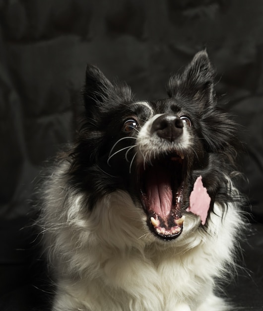 Vertikale Aufnahme eines entzückenden lustigen australischen Collies mit schwarzem Hintergrund