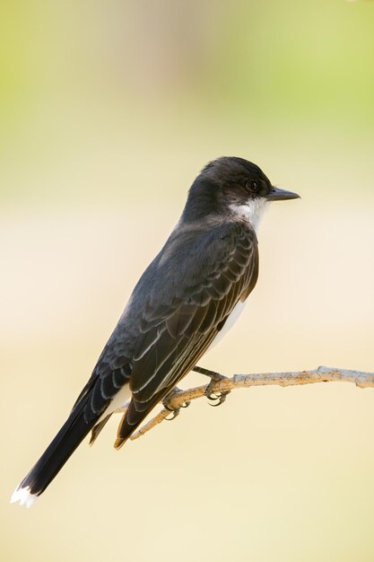 Vertikale Aufnahme eines kleinen schwarzen Vogels mit verschwommenem Hintergrund