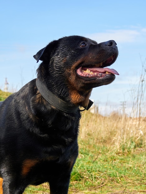 Vertikale Aufnahme eines Rottweilers, der auf grünem Gras steht