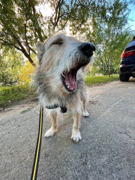 Vertikale Aufnahme eines süßen lustigen Hundes, der auf einem Spaziergang im Freien gähnt