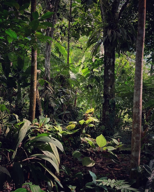 Vertikale Aufnahme tropischer Blätter und Bäume in einem Regenwald im peruanischen Amazonasgebiet