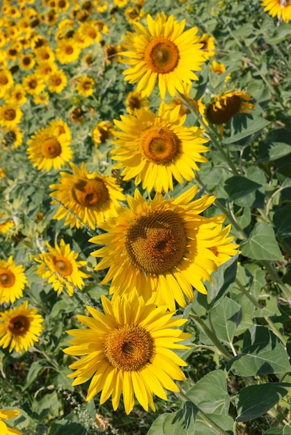 Vertikale Aufnahme von 4 Sonnenblumen (Helianthus annuus) plus riesiges Feld ihrer Nachbildungen dahinter