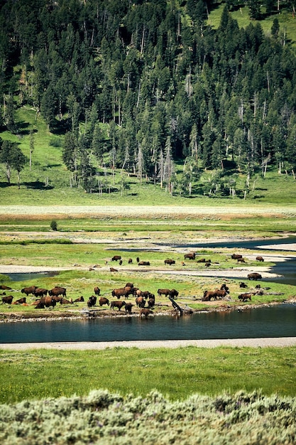 Vertikale Aufnahme von Büffeln im Hayden Valley, Yellowstone National Park, Wyoming, USA