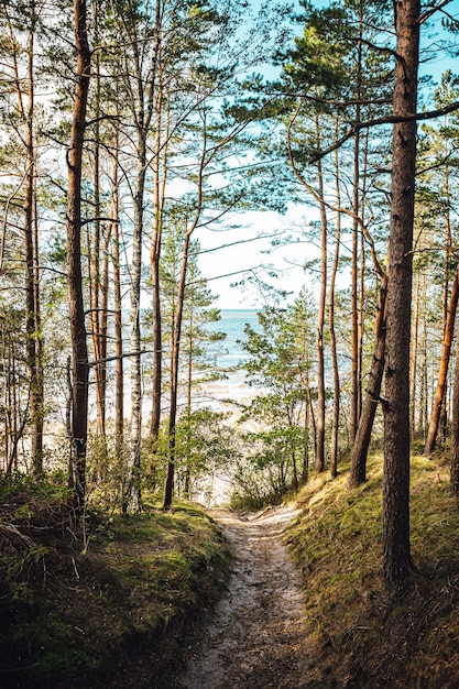 Vertikale Aufnahme von hohen Bäumen im Wald