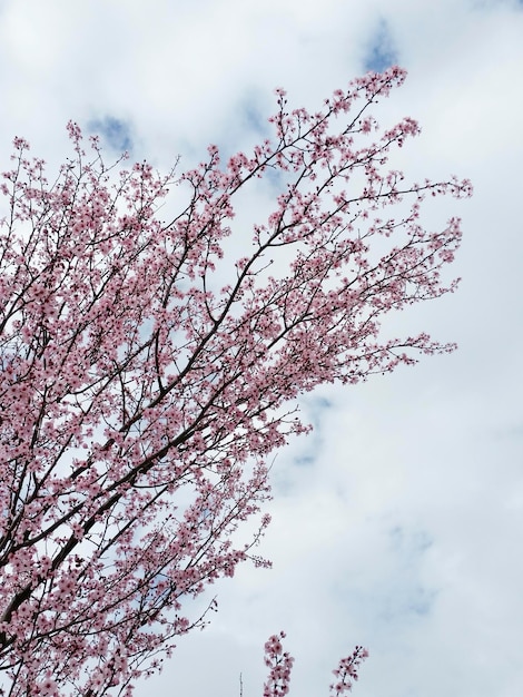 Vertikale Aufnahme von schönen rosa Kirschblüten an einem hellen Frühlingstag mit einem bewölkten Himmel im Hintergrund