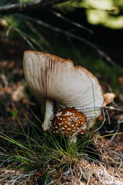 Vertikale Aufnahme wilder roter und weißer Pilze in einem Märchenwald an einem sonnigen Tag