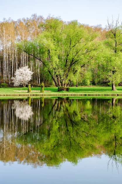 Vertikale Frühlingslandschaft mit Reflexion im See des Brichwaldes, Botanischer Park