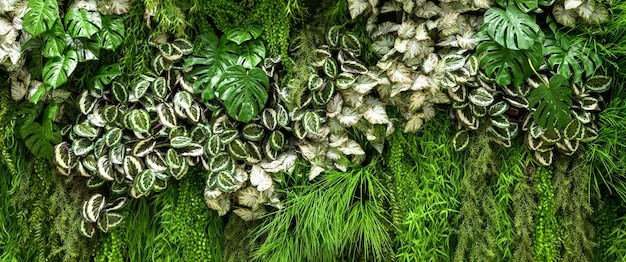 Vertikale Gartendetail-Panorama-Grünpflanzenwand im Büro- oder Wohngebäude