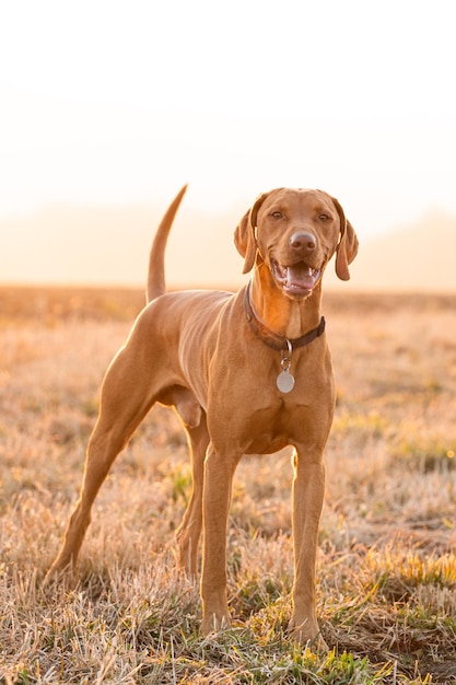 Vertikale Nahaufnahme des ungarischen Vizsla-Zeigerhundes im Park