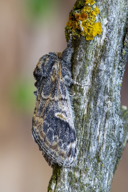 Vertikale Nahaufnahme einer Motte auf Baumrinde mit unscharfem Hintergrund