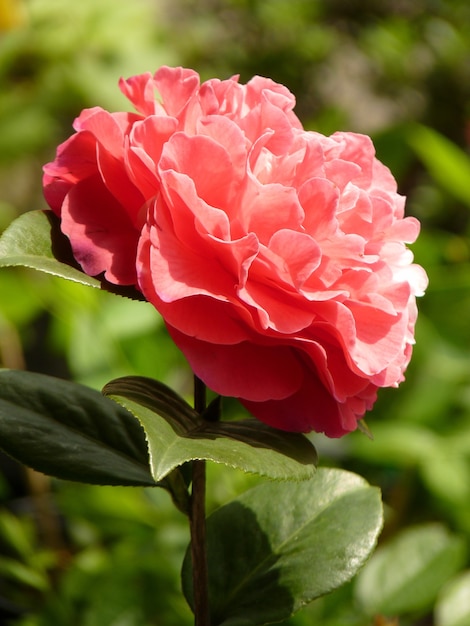 Vertikale Nahaufnahme einer rosa Kamelienblüte auf einer verschwommenen Szene