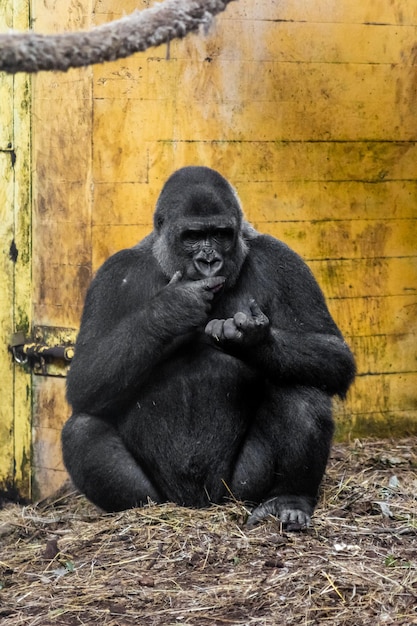 Vertikale Nahaufnahme eines Gorillas beim Essen