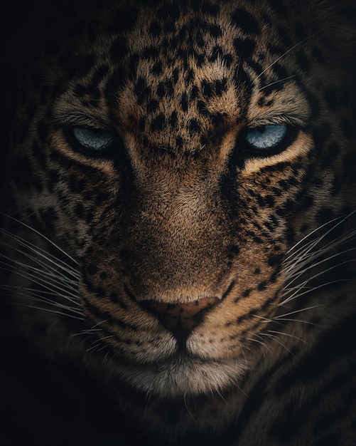 Vertikale Nahaufnahme eines schönen Leopardengesichts mit leuchtend blauen Augen