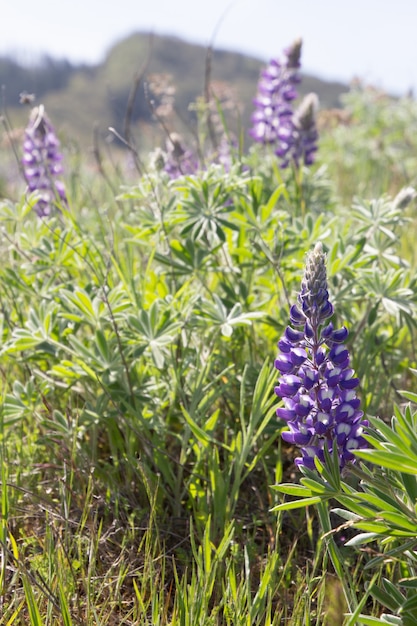 Vertikale Nahaufnahme von wilden lila Blumen in einer grünen Wiese