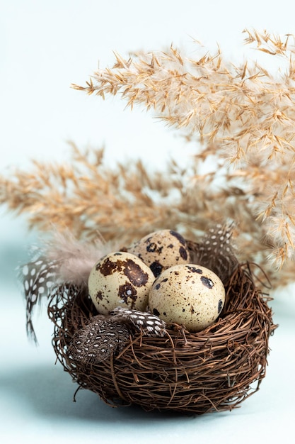 Vertikale Osterkarte mit Wachteleiern in Nestfedern, trockenen Grasrispen auf hellblauem Hintergrund