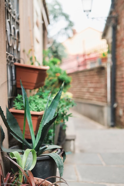 Vertikale schussstraßen der altstadt selektiver fokus einer agave in einem topf an einer straßenecke idee für eine reise oder einen artikel über die stadt