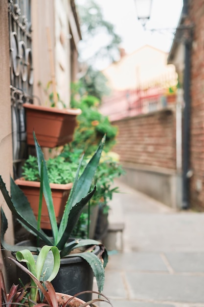 Vertikale Schussstraßen der Altstadt selektiver Fokus einer Agave in einem Topf an einer Straßenecke Idee für eine Reise oder einen Artikel über die Stadt