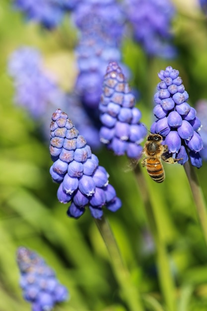 Vertikale selektive Fokusaufnahme einer Biene auf blauen armenischen Muscari-Pflanzen