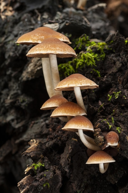 Vertikale selektive Fokusaufnahme von Psathyrella piluliformis, die auf einem Baumstamm wächst