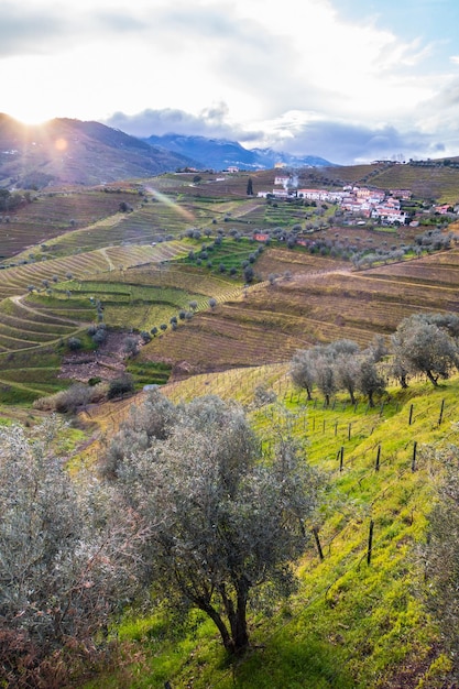 Vertikaler Blick auf das Douro-Tal mit den terrassenförmigen Weinbergen und Olivenbäumen Portugal