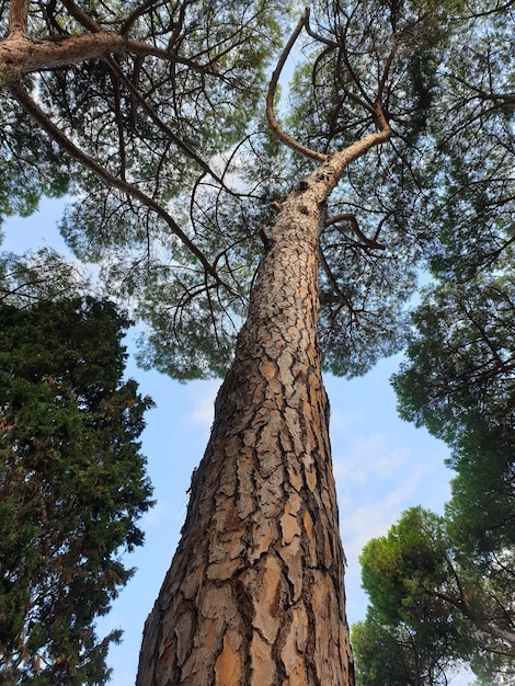 Vertikaler Flachwinkelschuss eines hohen Baumes im Wald