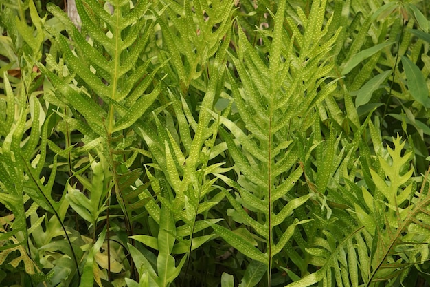 Foto vertikaler garten mit tropischem grünem blattkontrast