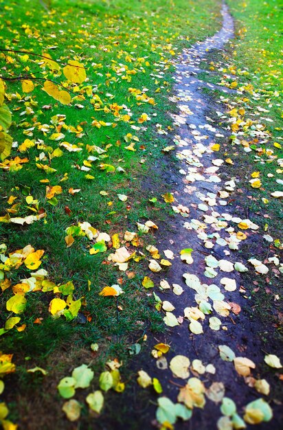 Vertikaler Herbstwaldweg-Landschaftshintergrund