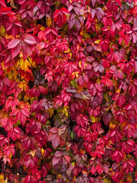 Vertikaler Pflanzenhintergrund: rote und burgunderrote Herbstefeublätter an der Wand im Park