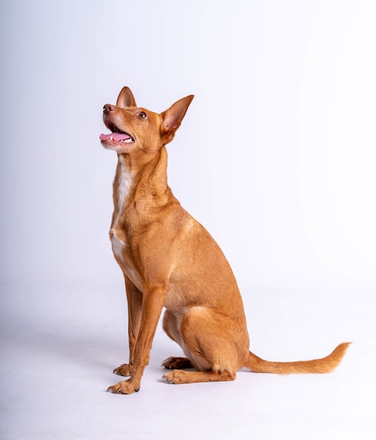 Vertikaler Schuss eines Basenji-Hundes